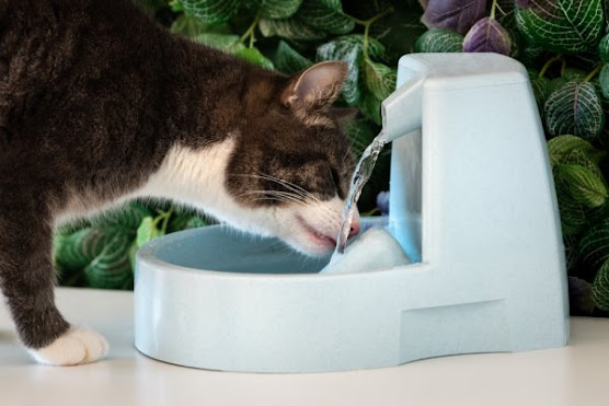 Tips for cat drinking water containers
