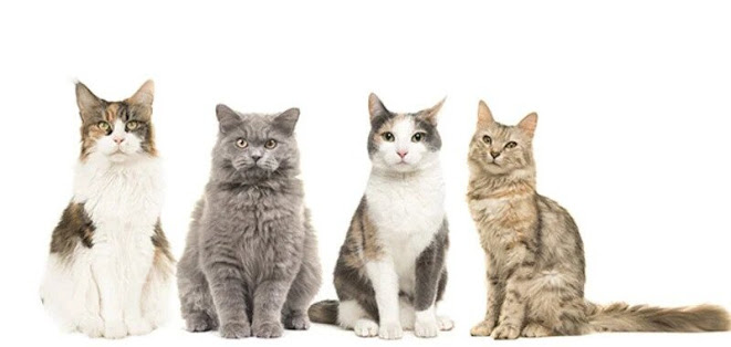 Tips on how to choose the right type of cat to keep as a pet