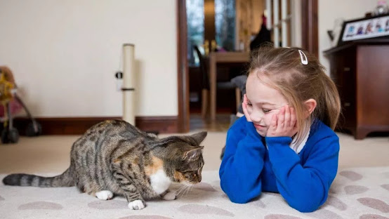 The benefits of having a pet cat