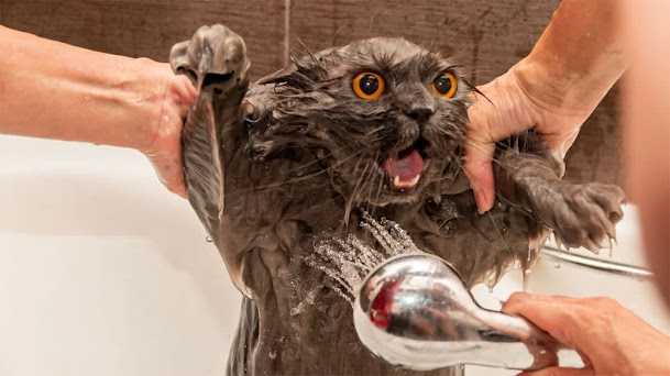 Tips so that cats are not afraid of water